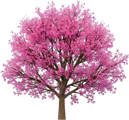 Blossom Foundation Logo